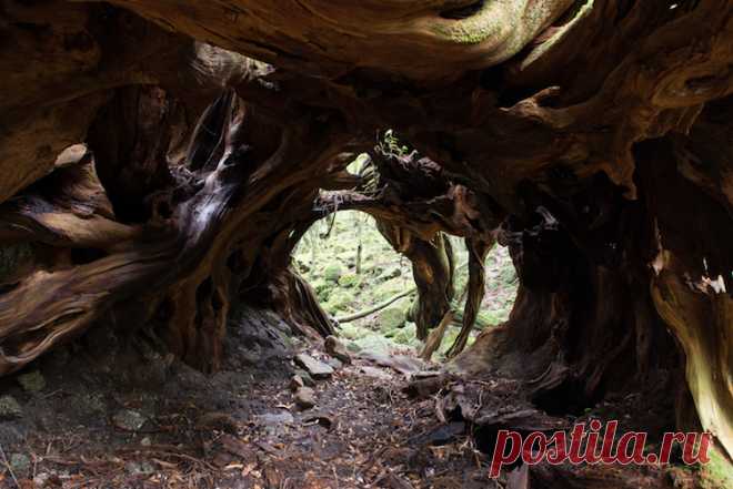 Природные и рукотворные поразительные аллеи со всего света | Все о туризме и отдыхе