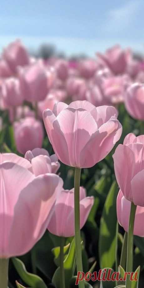 Нежность и красота