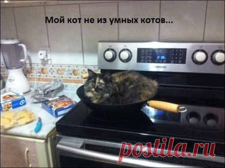 Не самый умный кот...)))   &gt;&gt;&gt;&gt;&gt;&gt;&gt;