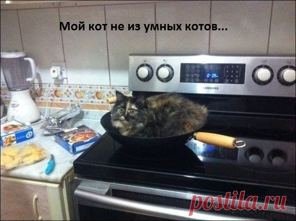 Не самый умный кот...)))   >>>>>>>