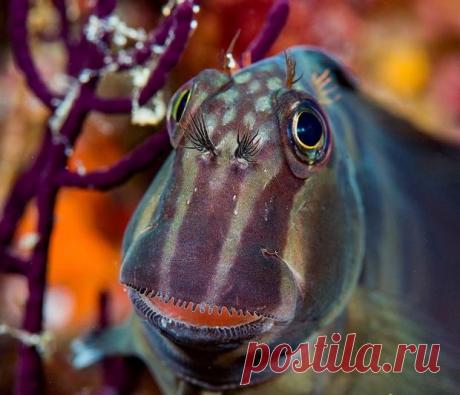 Странные рыбы и существа, найденные на дне океанов и морей: фото рыбака из России