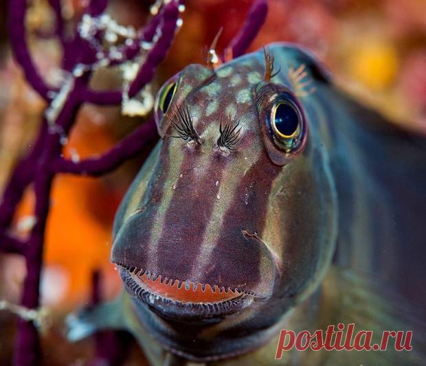 Странные рыбы и существа, найденные на дне океанов и морей: фото рыбака из России