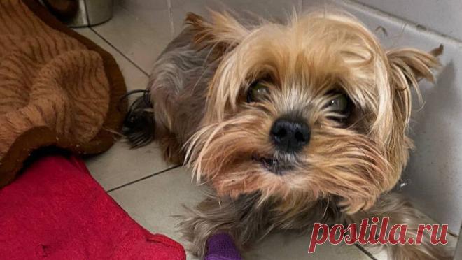 Спасенный из мусоровоза йоркширский терьер перенес операцию в Петербурге. В Санкт-Петербурге прооперировали йоркширского терьера, который был найден в мусорном контейнере на заводе в Обухово. Об этом сообщил Telegram-канал "Спецы по отходам". Ветеринары обследовали животное, обнаруженное в мусоре, и ...