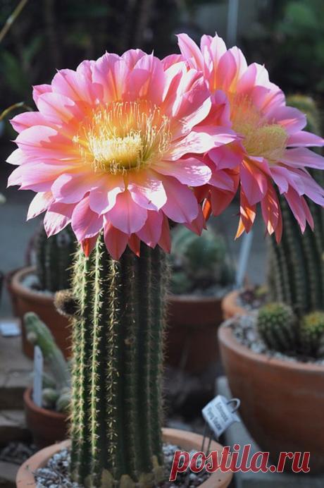 Trichocereus 'Flying Saucer' - Cacti & Succulents Forum… | Pinterest • Всемирный каталог идей