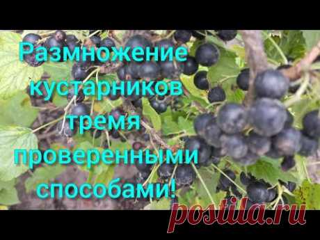 Черенкование ЧЁРНОЙ СМОРОДИНЫ.Самые надёжные способы#размножениесмородины#обрезкасмородины#кусты#сад