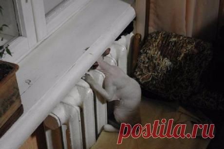 Кошки, которые очень любят тепло