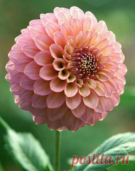 i (735×931)