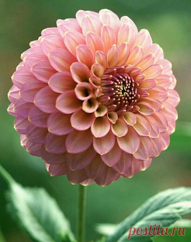 i (735×931)