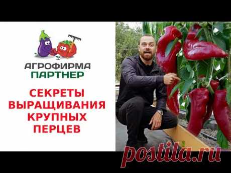 СЕКРЕТЫ ВЫРАЩИВАНИЯ КРУПНЫХ ПЕРЦЕВ