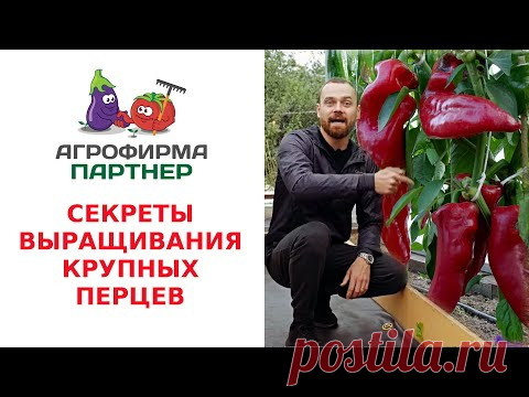 СЕКРЕТЫ ВЫРАЩИВАНИЯ КРУПНЫХ ПЕРЦЕВ