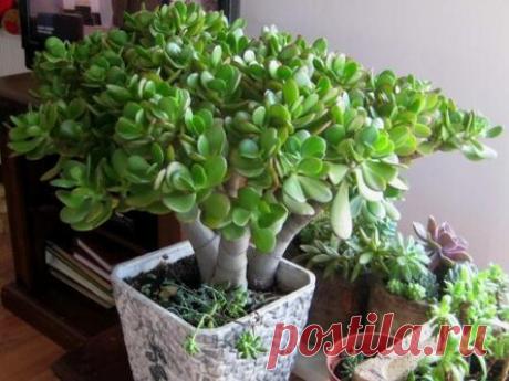 ЖИВОЕ ДЕРЕВО СПАСЕТ ОТ ВАРИКОЗА