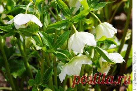 Экспресс-многолетники