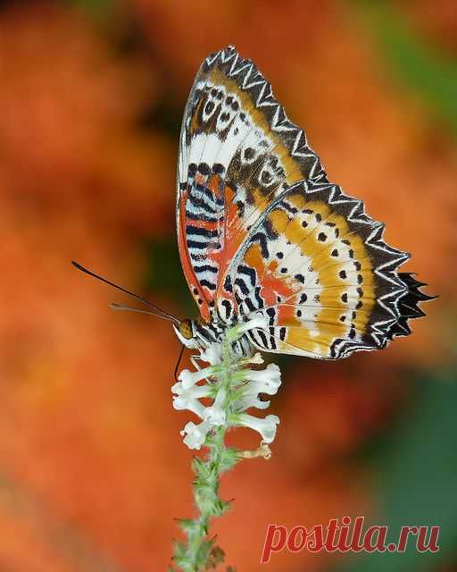 Leopard Lacewing Butterfly