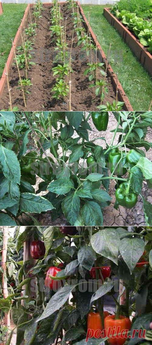 Как вырастить болгарский перец-Делай сам!