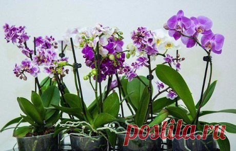 ОРХИДЕЯ ФАЛЕНОПСИС: КАК УХАЖИВАТЬ КРУГЛЫЙ ГОД