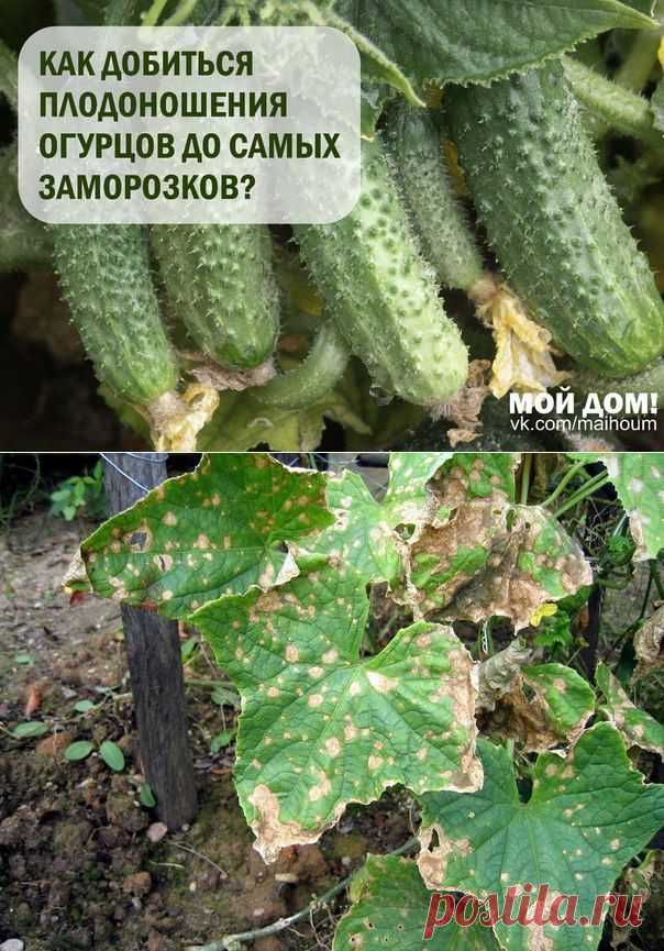 КАК ДОБИТЬСЯ ПЛОДОНОШЕНИЯ ОГУРЦОВ ДО САМЫХ ЗАМОРОЗКОВ... | Познавательный сайт ,,1000 мелочей"