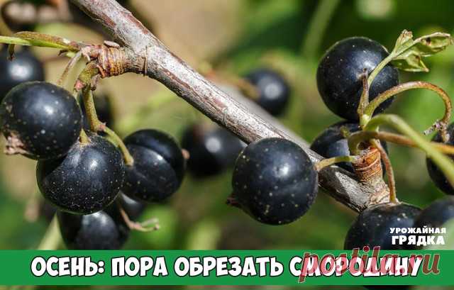 Осень: пора обрезать смородину

Впервые обрезка веточек должна производиться тогда, когда вы посадите куст на новое «место жительства». Не ждите, когда смородина начнет вырастать, а сразу приступайте к обрезке. Мы дадим несколько советов:

Оставляйте на саженцах почки, находящиеся снизу. Результатом таких манипуляций будет куст, высота которого сорок сантиметров. Важно, чтобы такой параметр был не меньше тридцати сантиметров.

Мы не можем назвать конкретные даты, когда от ...