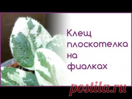 Клещ плоскотелка на фиалках