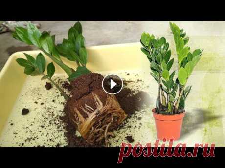 #замиокулькас#долларовоедерево???? Замиокулькас (Zamioculcas) или Долларовое дерево ???? УХОД и ПЕРЕСАДКАКогда вы купили новый Замиокулькас, поставьте...