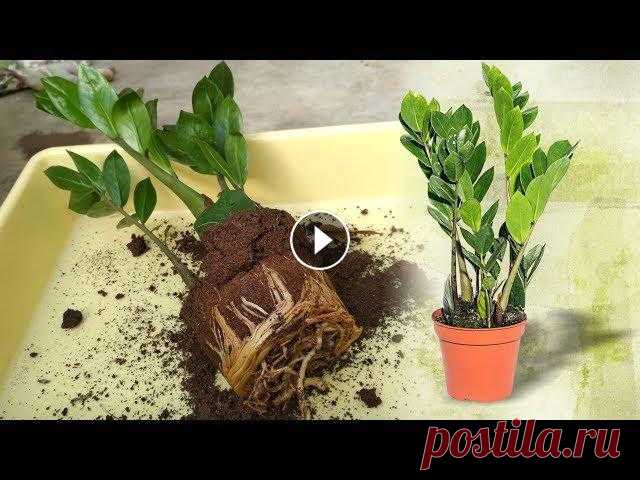 #замиокулькас#долларовоедерево???? Замиокулькас (Zamioculcas) или Долларовое дерево ???? УХОД и ПЕРЕСАДКАКогда вы купили новый Замиокулькас, поставьте...