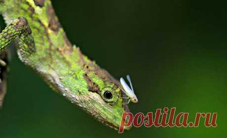 Царство животных в фотографиях