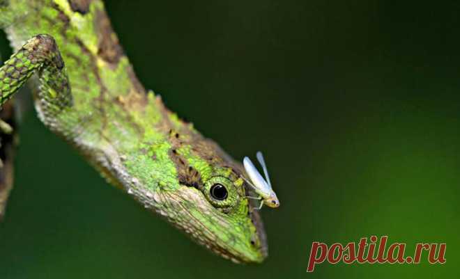 Царство животных в фотографиях