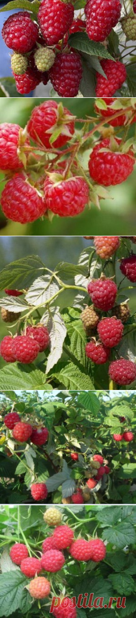 Сорта малины для Сибири