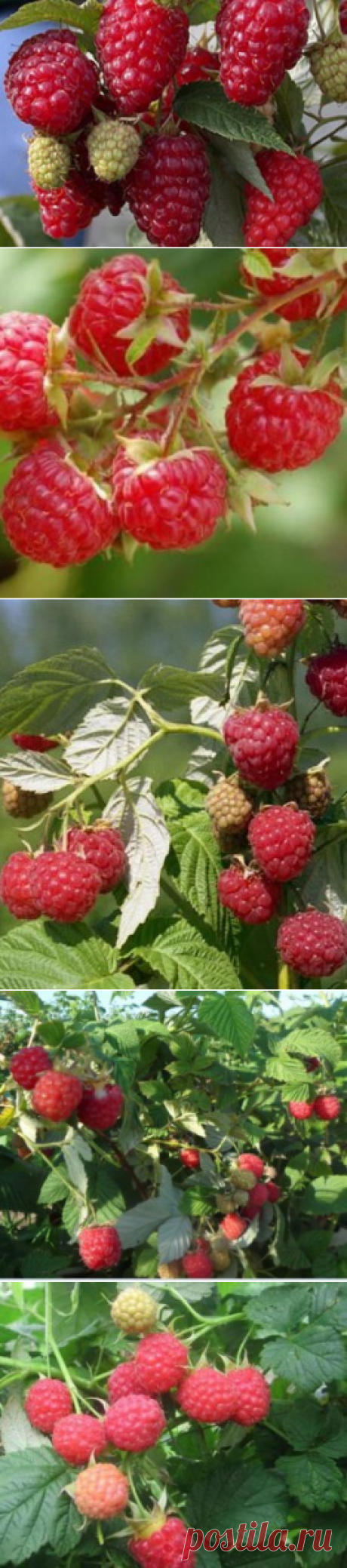 Сорта малины для Сибири