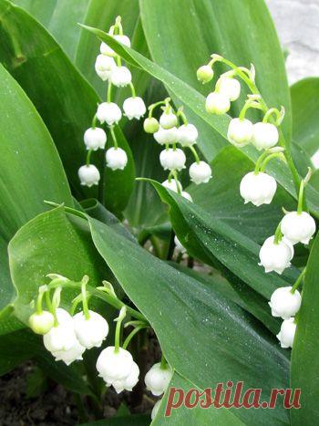 Народные средства лечения ИБС