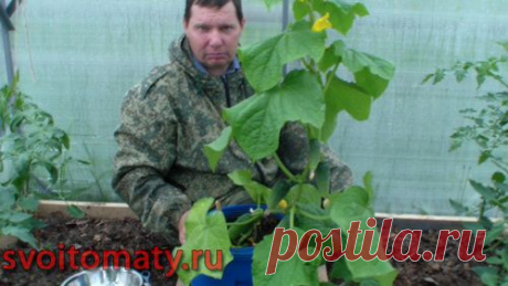 Ранний огурец в баке в томатной теплице.