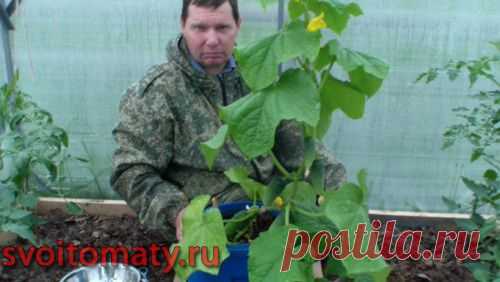 Ранний огурец в баке в томатной теплице.