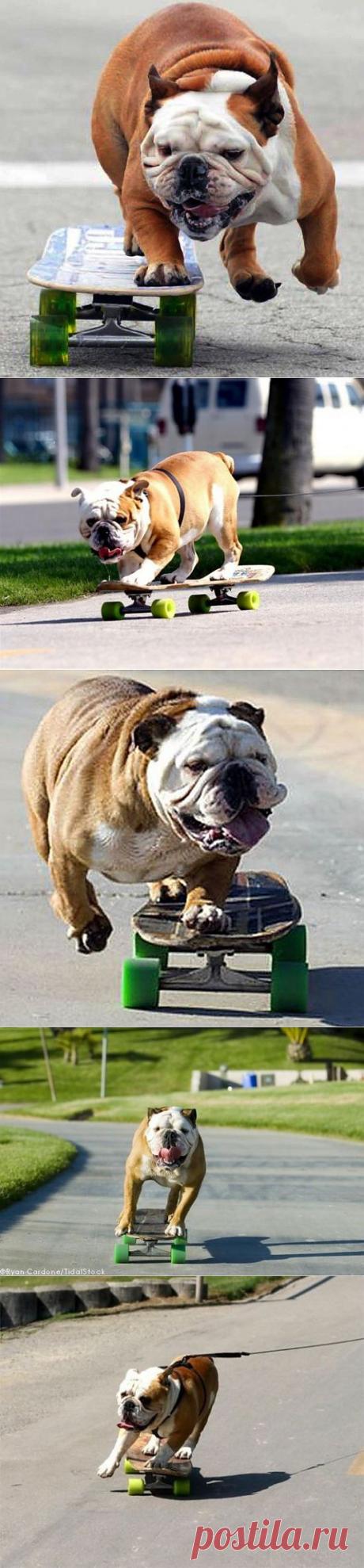 (+1) тема - Джимми - скейтбордист! | ОБОРЖАКА ;)