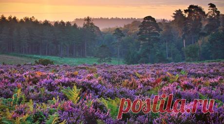 вереск лечебные свойства, вереск магические свойства