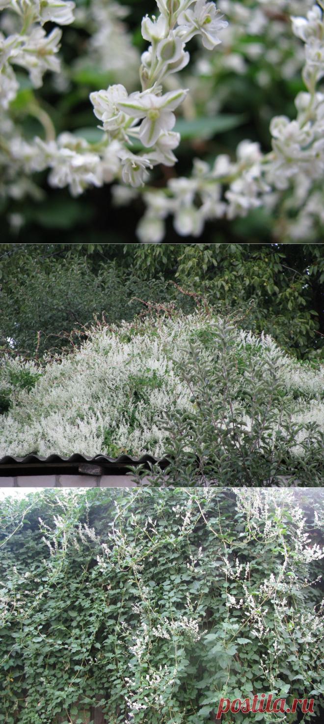 Горец бальджуанский | Самоцветик