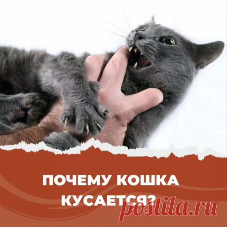 Почему кошка кусается? | Дневник кошатницы | Дзен