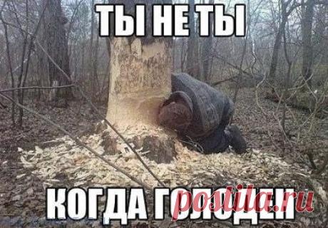 Анекдоты и смешные афоризмы о разном