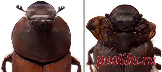 Там, где у жука были маленькие ветвистые рожки, теперь красуется пара надкрыльев. Откуда? Всему виной – эксперимент ученых по модификации генов, который зашел куда-то не туда. Но зато помог выяснить интересный нюанс!