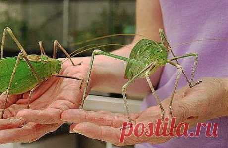 Гигантский кузнечик из Малазии