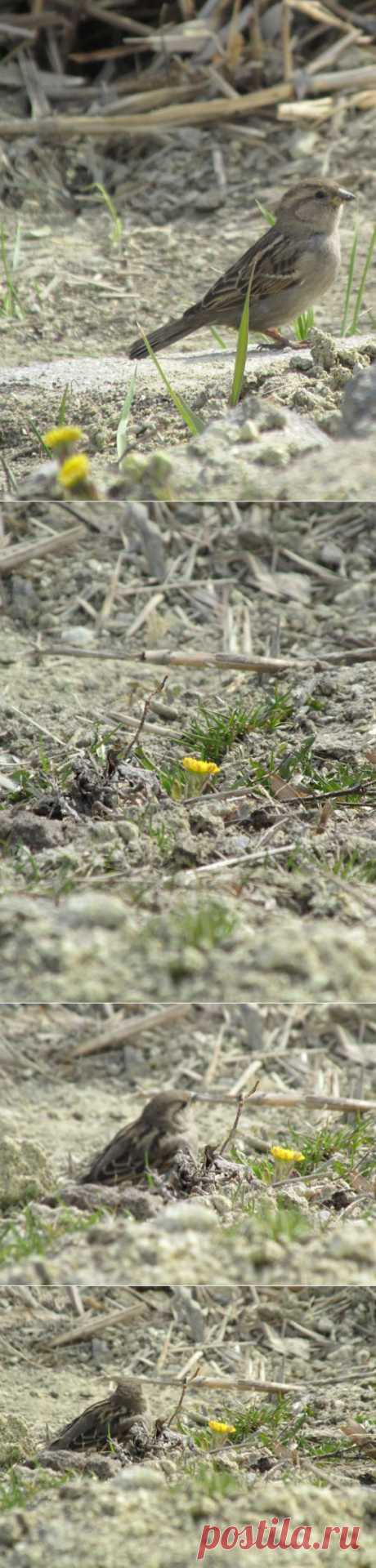 Грошики фантазий: Мать-и-мачеха и воробей.