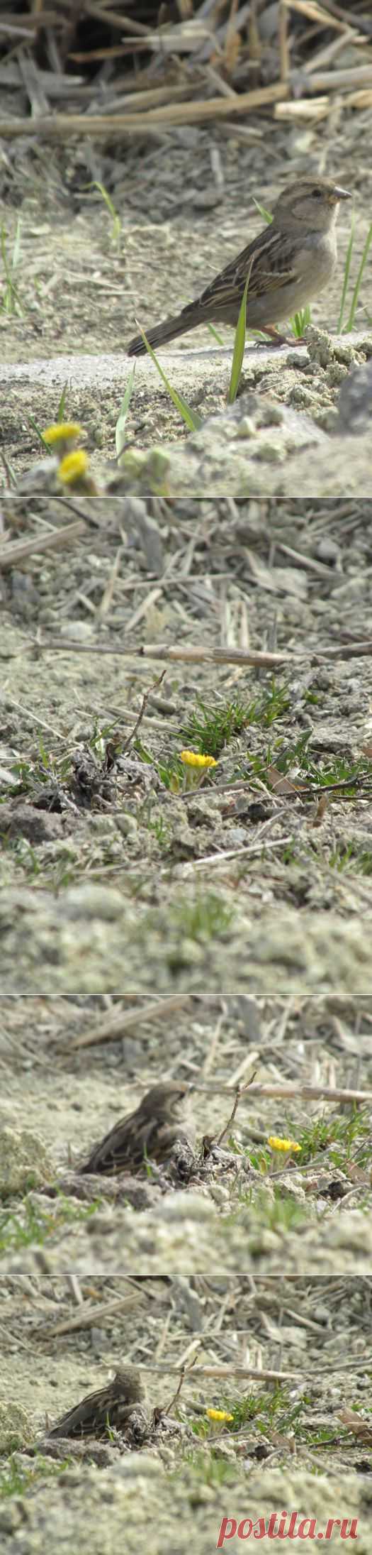 Грошики фантазий: Мать-и-мачеха и воробей.