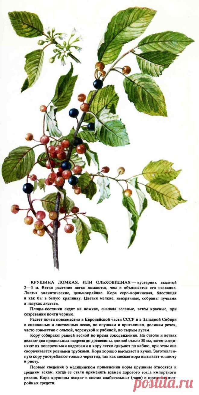 Крушина ломкая или ольховидная