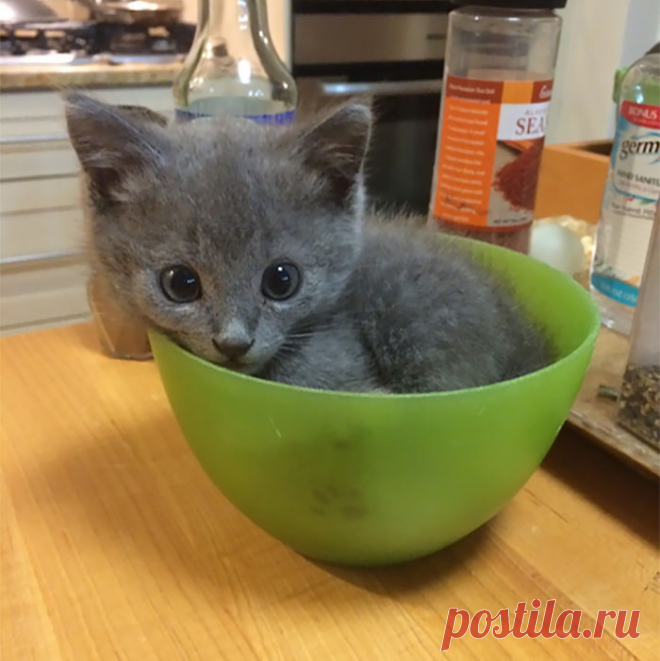 Коты могут поместиться везде.