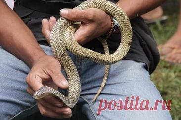 Мужчина сделал искусственное дыхание змее