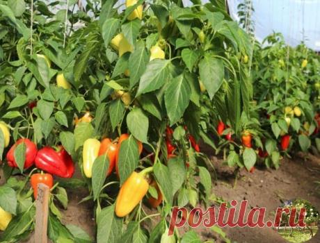 ИТАК, ВОТ ЧТО НУЖНО ДЕЛАТЬ, ЧТОБЫ ПЕРЦЫ НЕ ПОДКАЧАЛИ И ДАЛИ ОГРОМНЫЙ УРОЖАЙ! 
 
1. Выращивать перцы нужно только через рассаду и в теплице, только так растения будут крепкие и здоровые. 
 
2. Чтобы рассада развивалась мощной, надо удалять у нее все листья ниже развилки стебля. 
 
3. В возрасте 2 месяцев рассаду нужно пересадить в теплицу. Кустики следует перевалить из стаканчиков вместе с комом земли и обязательно проследить, чтобы корневая шейка не была заглублена в почву...