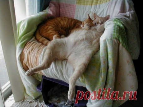 Кошки, которые расслабились по самое не могу…