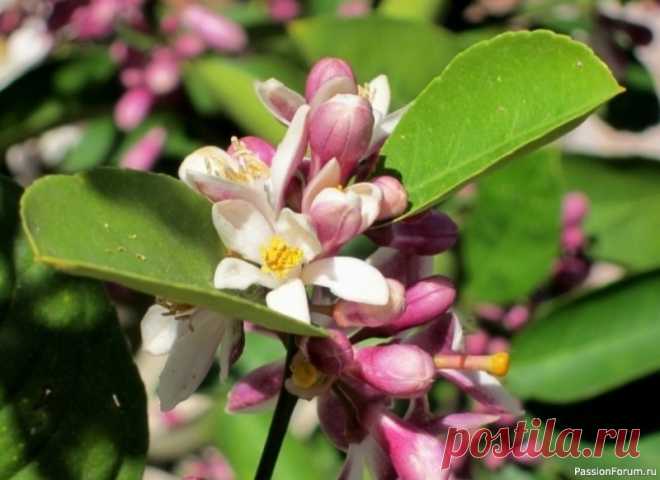 Домашний лимон - условия выращивания в горшке Ботаническое название: Citrus Limon.Семейство. Рутовые.Родина растения. КитайОписание. Лимон представляет собой многолетнее, вечнозеленое, ветвистое дерево с колючими ветками. Листья продолговато-овальные, темно-зеленые, глянцевые, мясистые. Листья содержат эфирные масла и при повреждении...