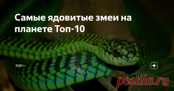 Самые ядовитые змеи на планете Топ-10 Доброго времени суток! Змей можно найти где угодно, от лесов и степей России до австралийских пустынь и африканских тропиков. По статистике, укусы змей являются причиной около 125 тысяч смертей в год во всём мире. Хорошая новость: шансы умереть от змеиного укуса являются мизерными по сравнению с риском смерти от рака, болезни сердца, или автомобильной аварии. Плохая новость: быть укушенным змеёй — весьма болезненный способ умереть. Те,...