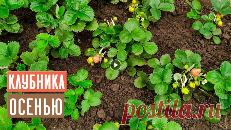 КЛУБНИКА в августе и сентябре ???? Уход, посадка, подкормки / Садовый гид...