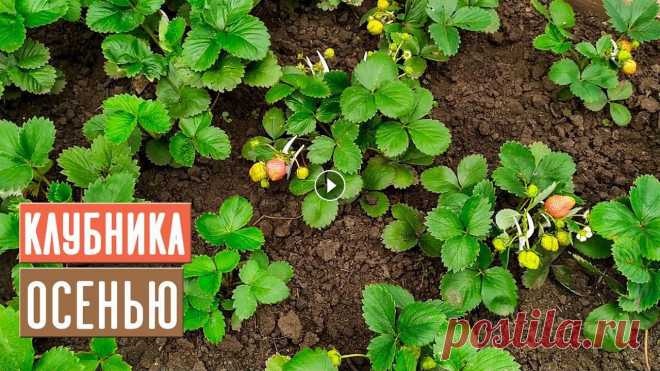 КЛУБНИКА в августе и сентябре ???? Уход, посадка, подкормки / Садовый гид...