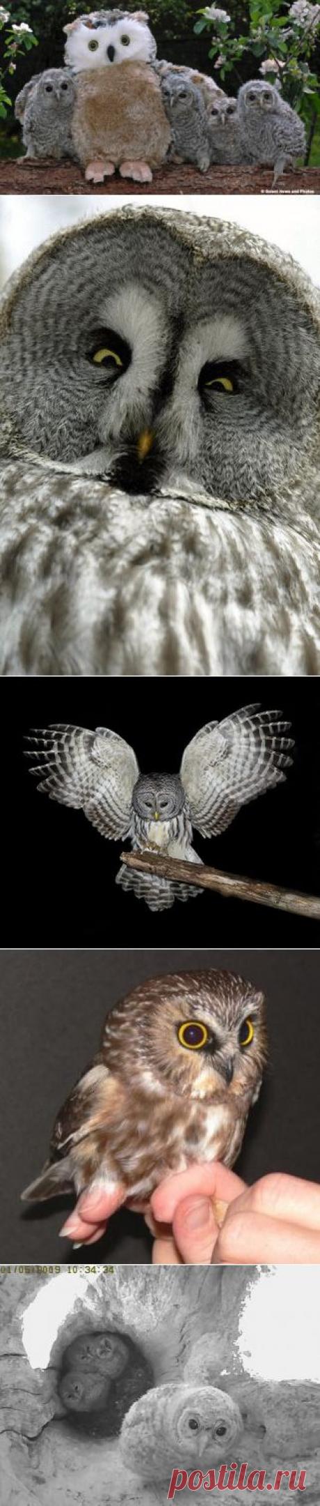 Форум - Замок &gt; Совы, совушки, совуньи и совята...